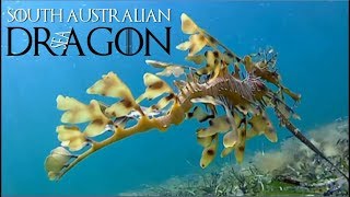 South Australian Leafy Sea Dragon [upl. by Ennaharas414]