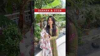 Banana plant 🌱remedy jaishreeram jaishreekrishna moneymagnet jaimatadi jaishreeradhe [upl. by Narej302]