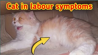 Top 8 signs your cat labour  labour signs in cat  cat labour symptoms  cat giving birth to kitten [upl. by Lux]