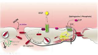 DengueOverview on pathophysiology treatment principles and Vaccine [upl. by Hildegarde]