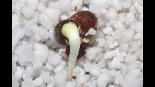 Time lapse video of an Australian Baobab tree coming to life Adansonia gregorii [upl. by Fotzsyzrk]