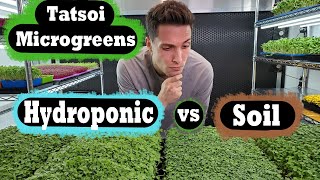 Microgreen  Soil vs Hydroponic  Tatsoi  On The Grow [upl. by Atem556]