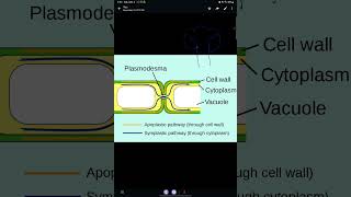 Lecture 10 Apoplast pathway [upl. by Loftus792]