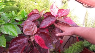 How to Grow Acalypha Plant by Cutting  Easy Propagation of Acalypha  Khalifa Plant [upl. by Chura]