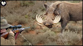 AMERICAN SNIPER TOP 30 SHOTS AMAZING SCENES FROM WILD BOAR HUNTING  Wild Boar Hunting [upl. by Ellennaj243]