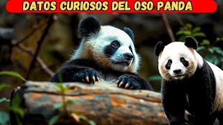 Descubre los SECRETOS Ocultos del Oso Panda [upl. by Nnyw]