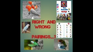 AFRICAN LOVEBIRDS RIGHTTama AND WRONG MaliPAIRINGS [upl. by Damian846]