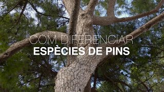 Com diferenciar espècies de pins [upl. by Aticnemrac]