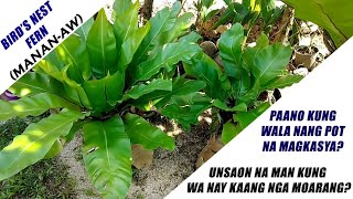 What to Do if your Birds Nest Fern is TOO LARGE for your Pot by Anak Bukid [upl. by Olinde]