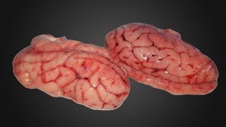 Pig Brain Eaten by Maggots Time Lapse  39 Days【4K】 [upl. by Germin530]