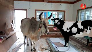 pani lao re  pani lao re video  cow comedy videos [upl. by Asiulana954]