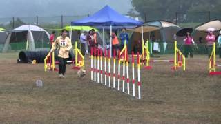 cairn terrier agility 20131005akeag2 [upl. by Adah]