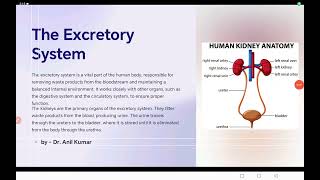 Excretory System class 1011 neet cbse bseb icse [upl. by Kennie7]