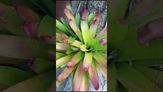 Bromelia Saudaranya Nanas [upl. by Mackler]