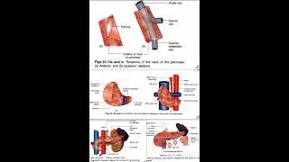 Pancreas Relations Anatomy Quick Revision University Exam [upl. by Adnovaj]