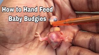 How to hand feed a baby budgie [upl. by Erdda]