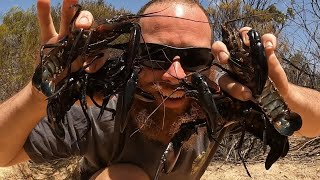 🎣🦞MARRON season 2024 Catch and Cook crawfish Crawdad Marron🦂 [upl. by Broucek]