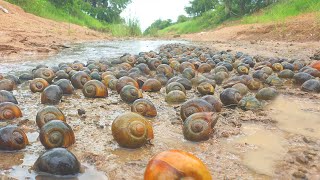 Catch a lot of snails in field long water by best hand skill after little water [upl. by Faustus]