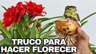 EL MEJOR TRUCO PARA HACER FLORECER AMARILIS o AZUCENAS AMARYLLIS [upl. by Atinoj]