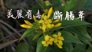 鈎吻胡蔓藤、斷腸草，Gelsemium elegans 為馬錢科植物鈎吻的全株或其任何部份。古書有云：「三葉可斷腸，死於冷水投杯之間！可見，斷腸草全株有毒可秒殺，尤以初生嫩葉最毒！香港四大毒草之一 [upl. by Wenoa]