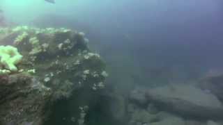 A dive on an offshore Salcombe reef [upl. by Fachanan]