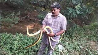 releasing snakesviralvideotrendingyoutubewildlifeytstudiosnakeanimals8866368899 [upl. by Assereht229]