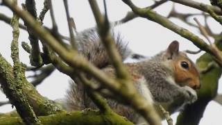 Wiewiórka szara Sciurus carolinensis  gray squirrel [upl. by Rudelson790]