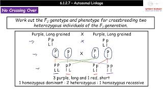 A Level Biology  6127  Autosomal Linkage [upl. by Lacy796]