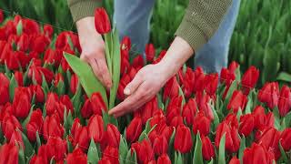 Farmer florist picking flowers in flowerbed for sale at farmers market Closeup of farmers hands [upl. by Beutler]