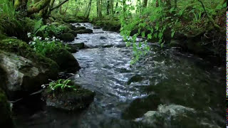 8 Hours Relaxing Nature Sounds Forest RiverSleep RelaxationBirdsongSound of WaterJohnnie Lawson [upl. by Ontina479]