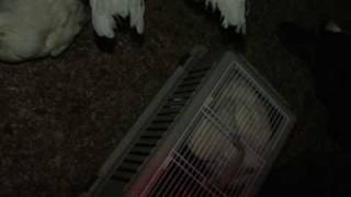 Chicken Rescue  Gloucestershire Animal Action [upl. by Airetas]