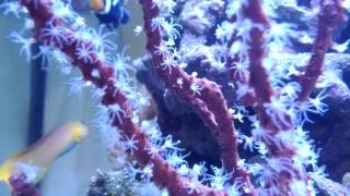 Gorgonian feeding on CyclopEeze [upl. by Besnard942]