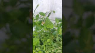 Lemon 🍋 Tree Caterpillar Swallowtail Caterpillars Eating Citrus Leaves [upl. by Gilemette971]