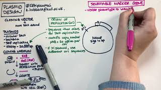 Plasmid design bacterial expression vector [upl. by Seamus]