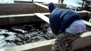 Dipping out a trout at Cantrell Creek FarmMP4 [upl. by Elyagiba]