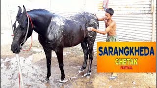 MARWARI HORSE BATH AT CHETAK FESTIVAL SARANGKHEDA [upl. by Ahsiloc498]