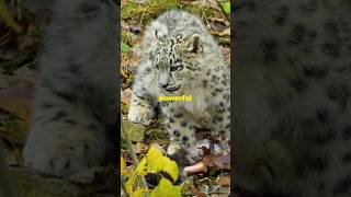 3 Surprising Animal Facts You Need to Know facts animals wildlife [upl. by Asetal659]