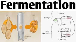 Fermentation BiotechnologyUnit 5 B Pharm 6 Sem fermentation fermentationprocess [upl. by Anairo]