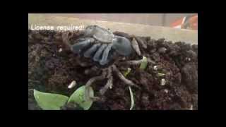 Australian Bird Eating Spider [upl. by Ila]