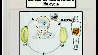 56 Nematodes II  Medical Parasitology [upl. by Ynahpets]