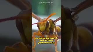 Get to Know about the Executioner Wasp The Polistes Carnifex [upl. by Ycnuahc]