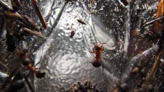 Formica rufa living rose chafer grub inside the nest [upl. by Still]