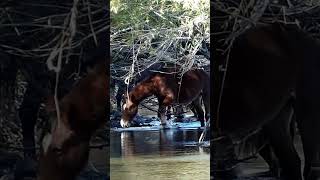 Arizona Salt River Wild Horse horse wildlife cuteanimals nature [upl. by Layman]