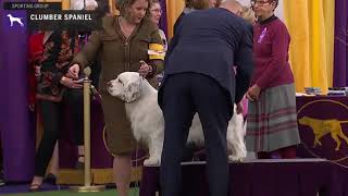 Spaniels Clumber  Breed Judging 2020 [upl. by Snahc806]