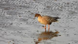 Pinkfooted Goose Montrose Basin looks to have avian flu [upl. by Rodrique459]