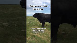 Неча кг чикади mol qoybozor cow hokiz buqaboqish buqalar molbozor qoy bozor funny [upl. by Lenzi]