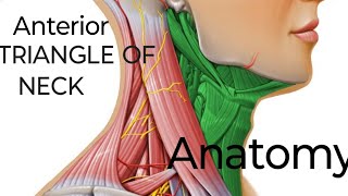 Anterior Triangle of Neck  Head and Neck [upl. by Rachael]