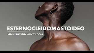 ESTERNOCLEIDOMASTOIDEO [upl. by Nodnnarb]