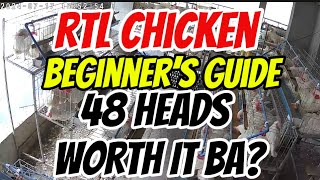 RTL CHICKEN BEGINNERS GUIDE 48 HEADS WORTH BA ALAGAAN [upl. by Yenruogis625]