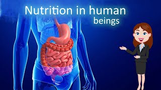 Nutrition in human beings  3D animated explanation  class 10th  Life process [upl. by Borman]